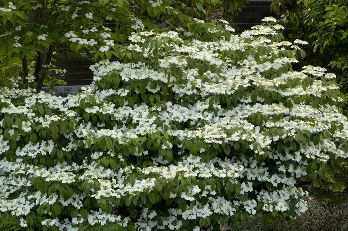 Viburnum Plicatum Var  Tomentosum 'summer Snowflake' - View 11 from www redcrocus com