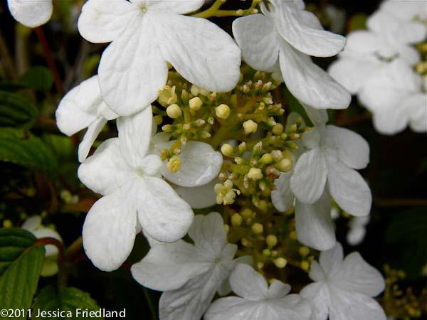 Viburnum Plicatum Var  Tomentosum 'summer Snowflake' - View 12 from www redcrocus com