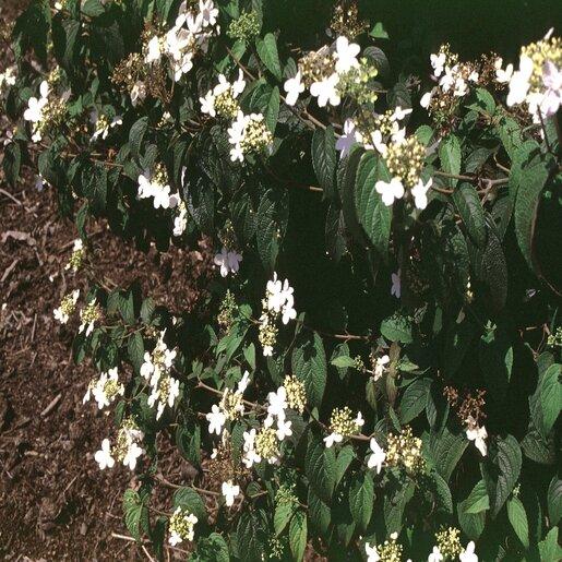 Viburnum Plicatum Var  Tomentosum 'summer Snowflake' - View 14 from www redcrocus com