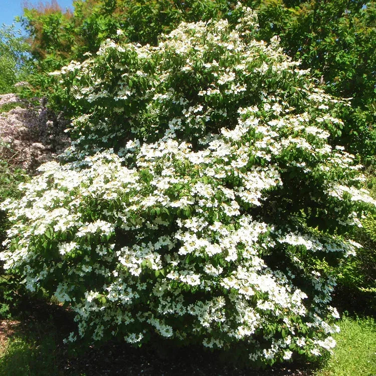 Viburnum Plicatum Var  Tomentosum 'summer Snowflake' - View 16 from www redcrocus com