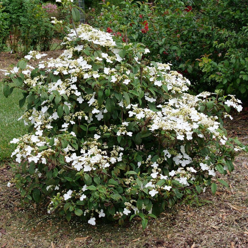 Viburnum Plicatum Var  Tomentosum 'summer Snowflake' - View 18 from www redcrocus com