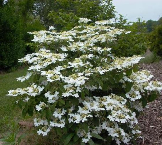 Viburnum Plicatum Var  Tomentosum 'summer Snowflake' - View 1 from www redcrocus com