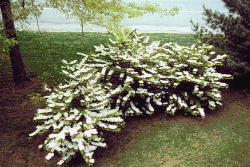 Viburnum Plicatum Var  Tomentosum 'summer Snowflake' - View 21 from www redcrocus com