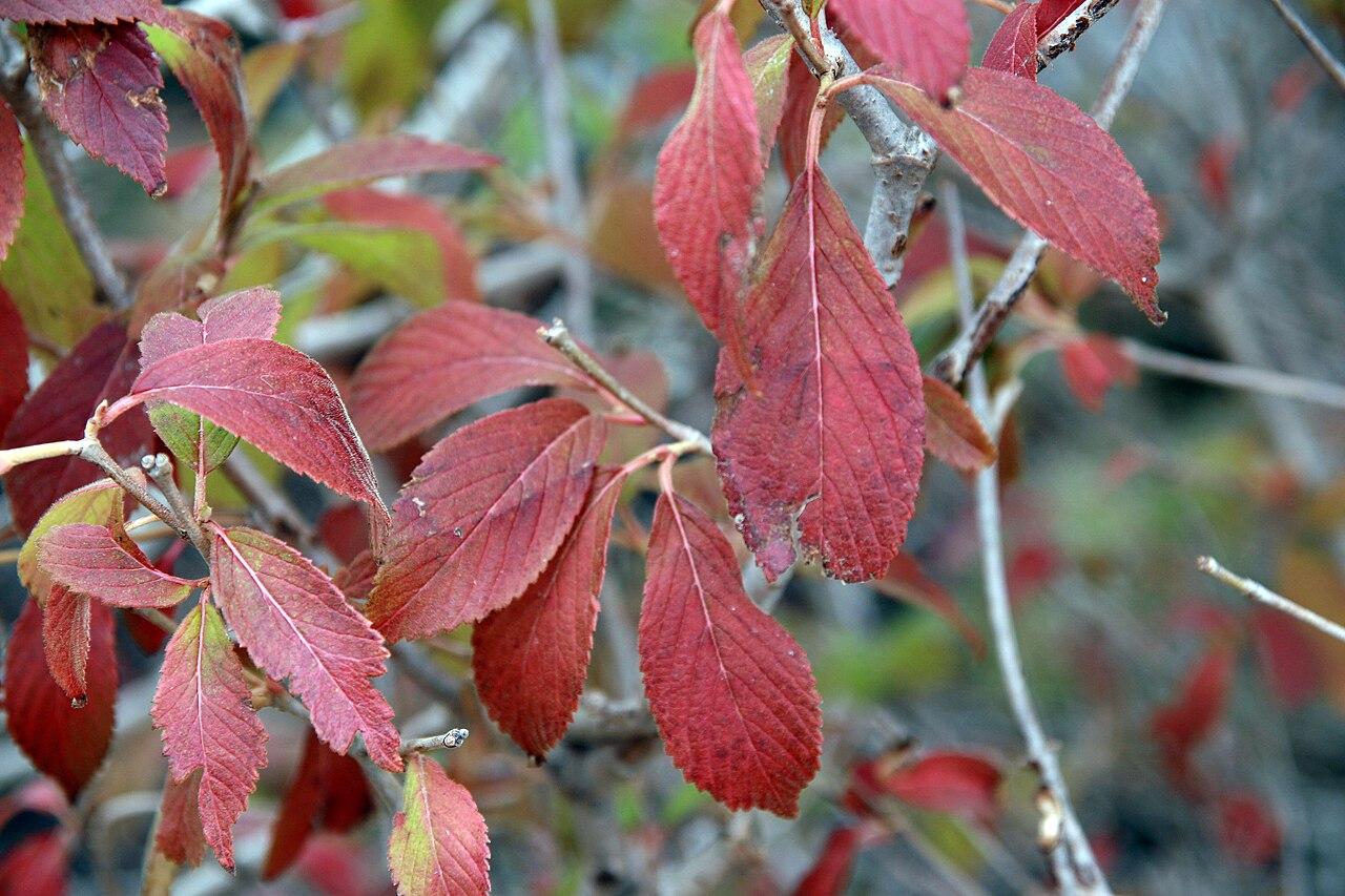 Viburnum Plicatum Var  Tomentosum 'summer Snowflake' - View 22 from www redcrocus com