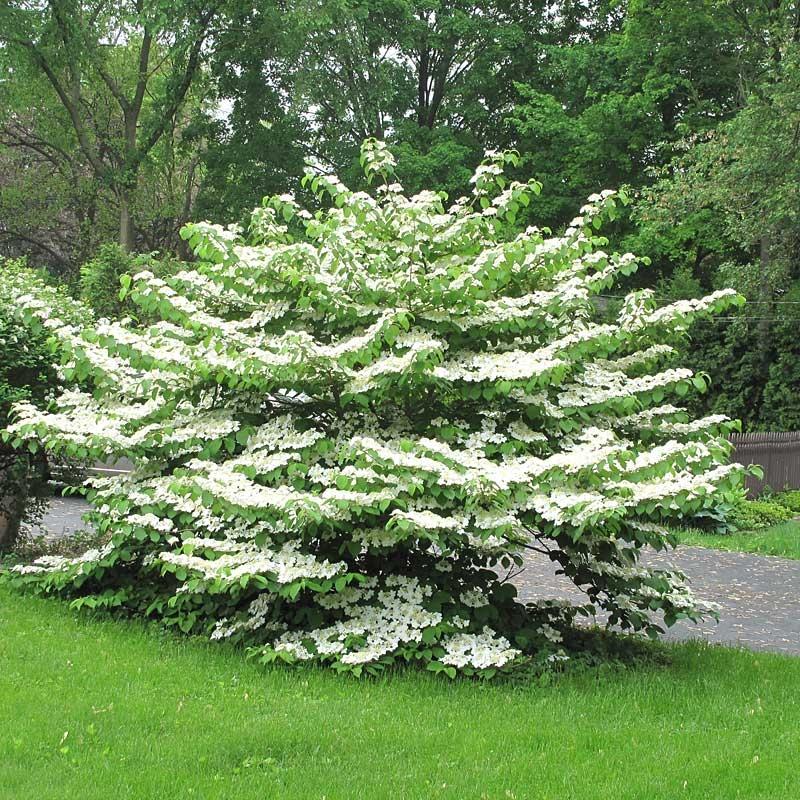 Viburnum Plicatum Var  Tomentosum 'summer Snowflake' - View 23 from www redcrocus com