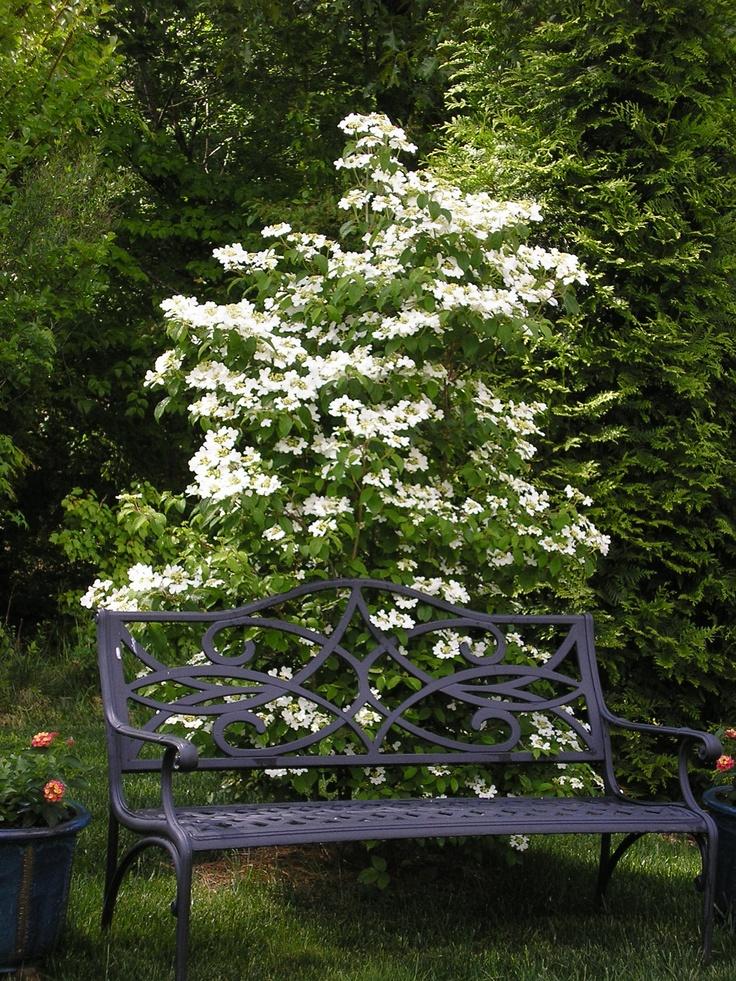 Viburnum Plicatum Var  Tomentosum 'summer Snowflake' - View 24 from www redcrocus com