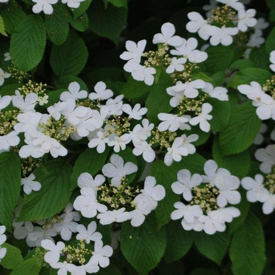 Viburnum Plicatum Var  Tomentosum 'summer Snowflake' - View 27 from www redcrocus com