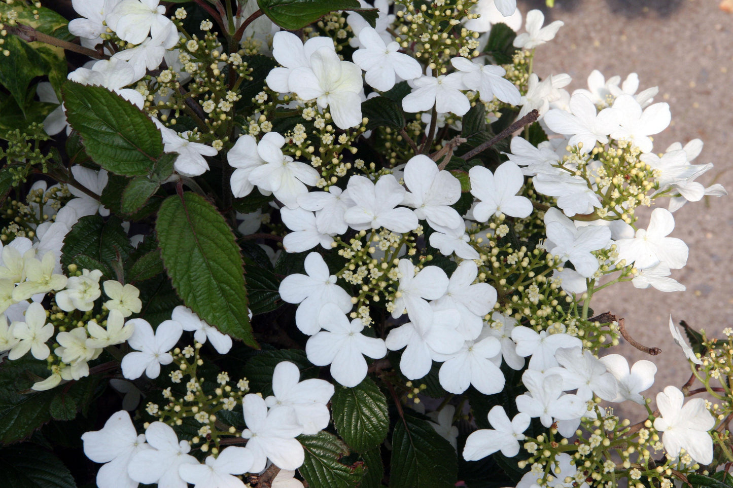 Viburnum Plicatum Var  Tomentosum 'summer Snowflake' - View 28 from www redcrocus com