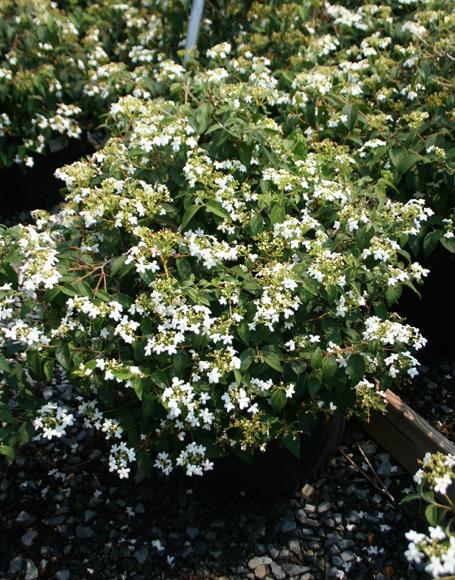 Viburnum Plicatum Var  Tomentosum 'summer Snowflake' - View 30 from www redcrocus com