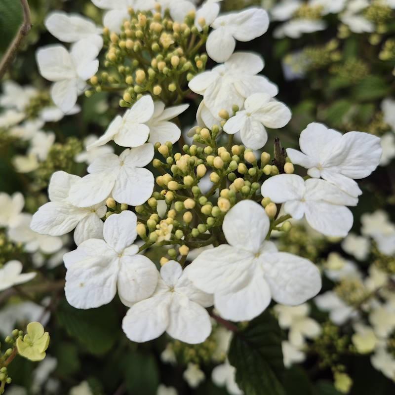 Viburnum Plicatum Var  Tomentosum 'summer Snowflake' - View 31 from www redcrocus com