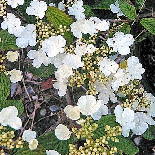 Viburnum Plicatum Var  Tomentosum 'summer Snowflake' - View 32 from www redcrocus com