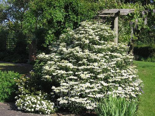 Viburnum Plicatum Var  Tomentosum 'summer Snowflake' - View 36 from www redcrocus com