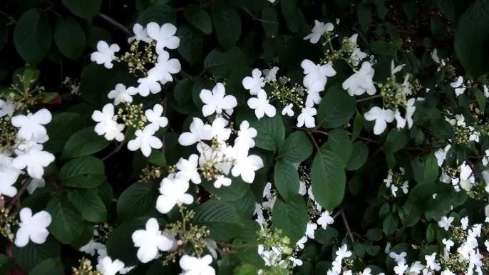 Viburnum Plicatum Var  Tomentosum 'summer Snowflake' - View 37 from www redcrocus com