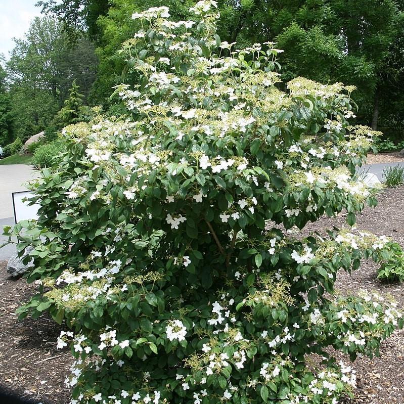 Viburnum Plicatum Var  Tomentosum 'summer Snowflake' - View 3 from www redcrocus com