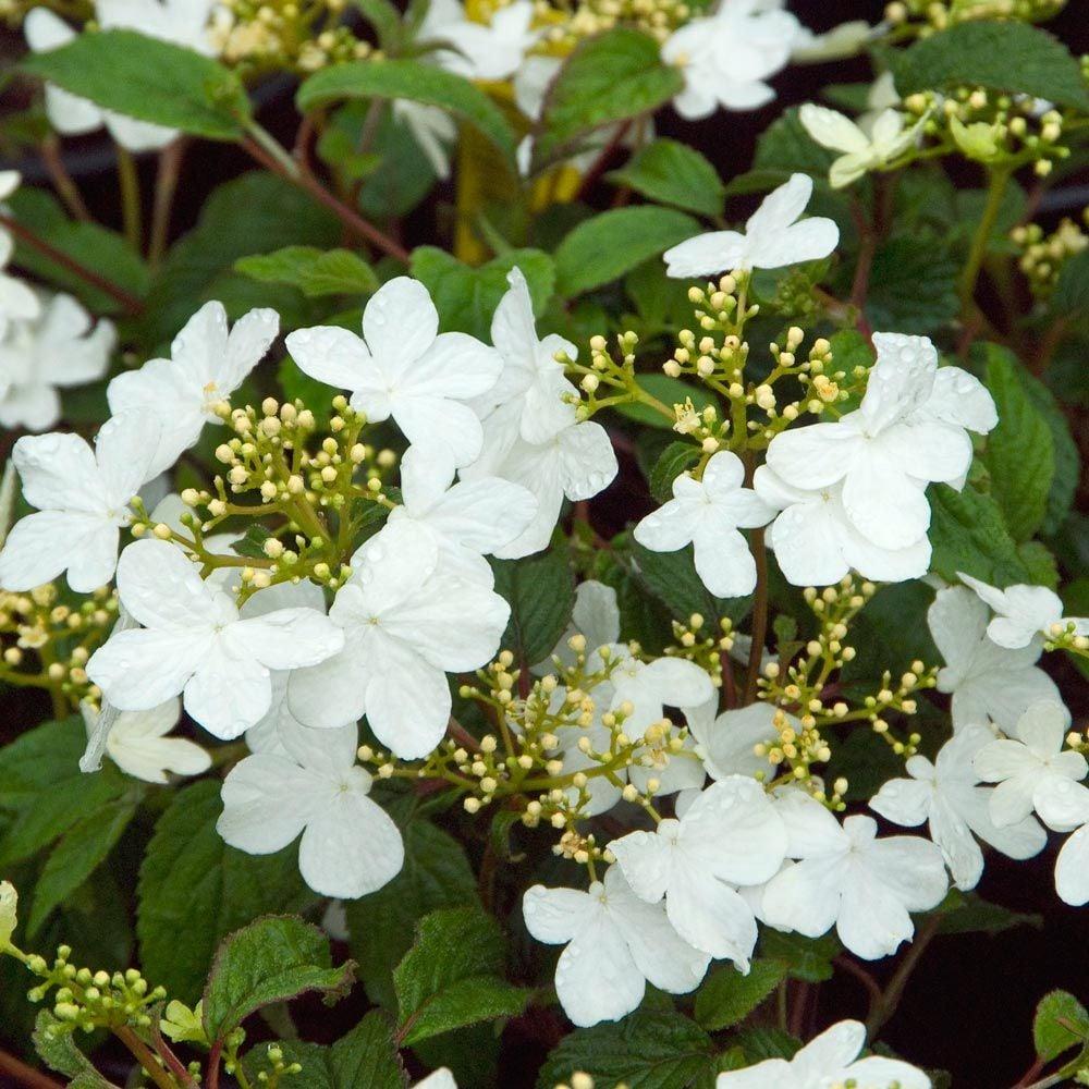 Viburnum Plicatum Var  Tomentosum 'summer Snowflake' - View 7 from www redcrocus com
