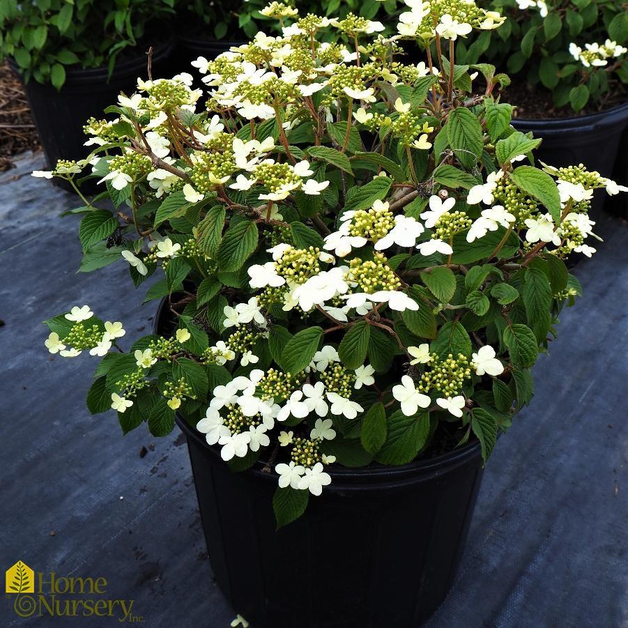 Viburnum Plicatum Var  Tomentosum 'summer Snowflake' - View 9 from www redcrocus com
