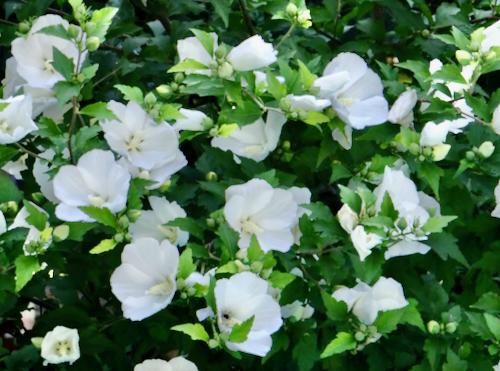 Hibiscus Syriacus 'diana' - View 15 from www redcrocus com