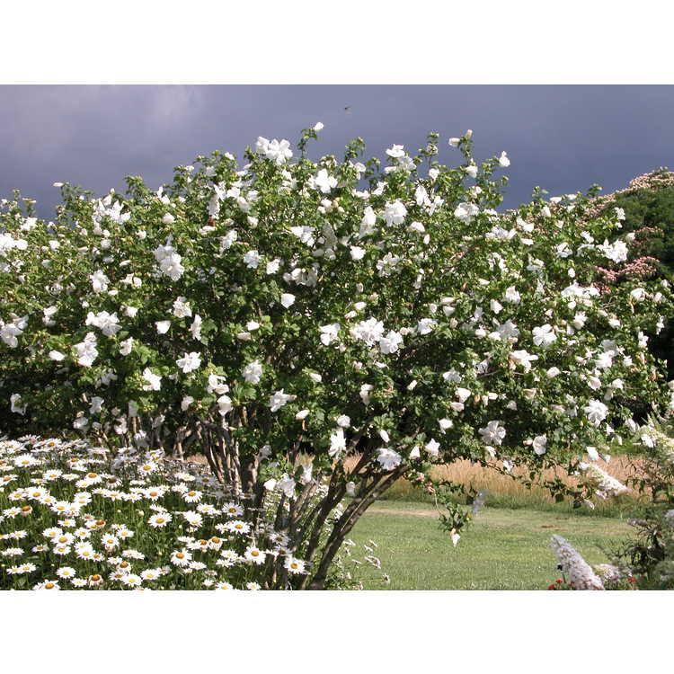 Hibiscus Syriacus 'diana' - View 21 from www redcrocus com