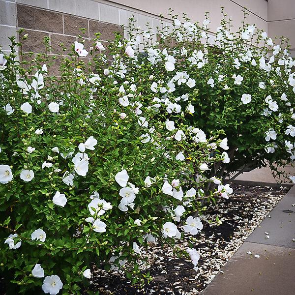 Hibiscus Syriacus 'diana' - View 26 from www redcrocus com