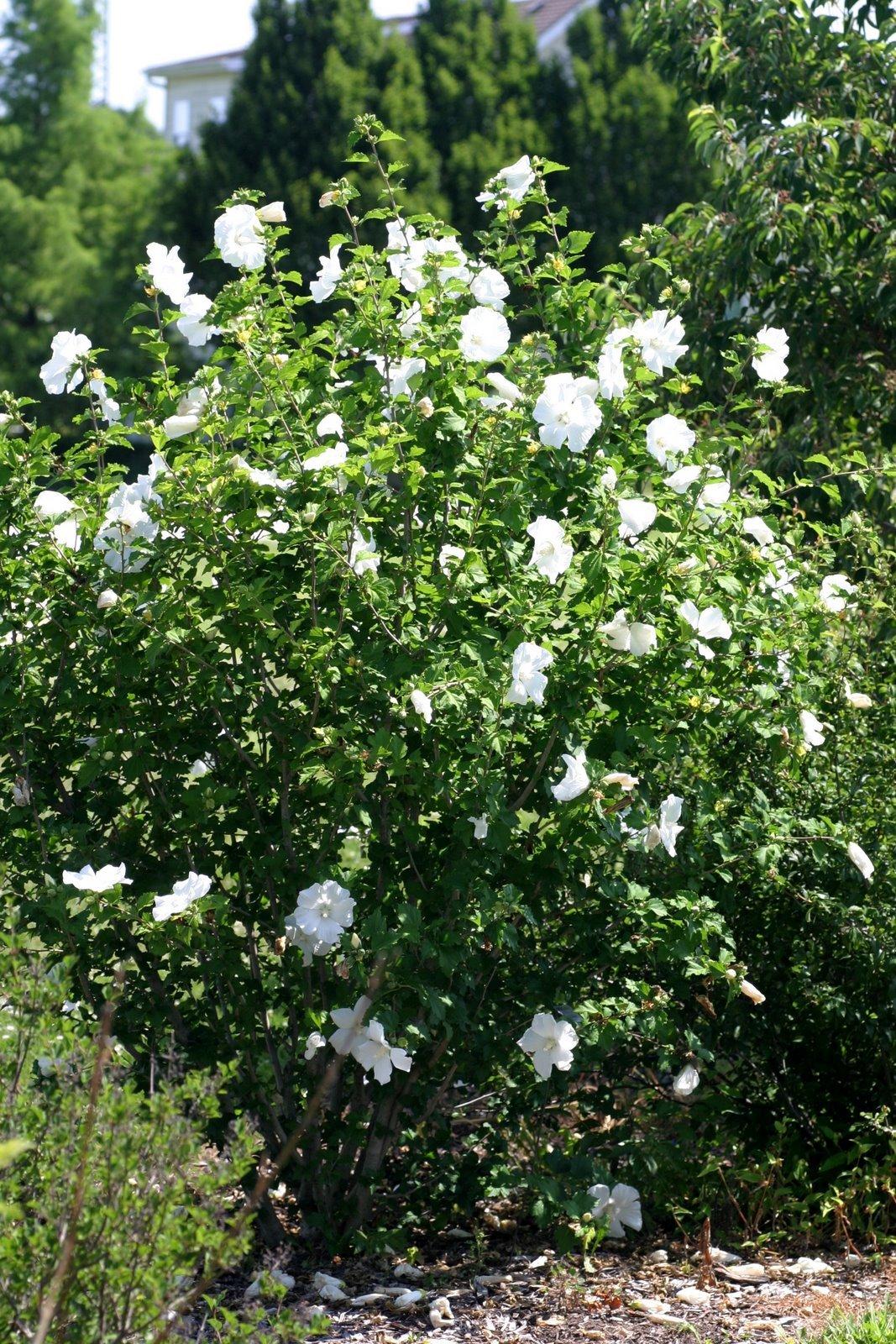 Hibiscus Syriacus 'diana' - View 28 from www redcrocus com