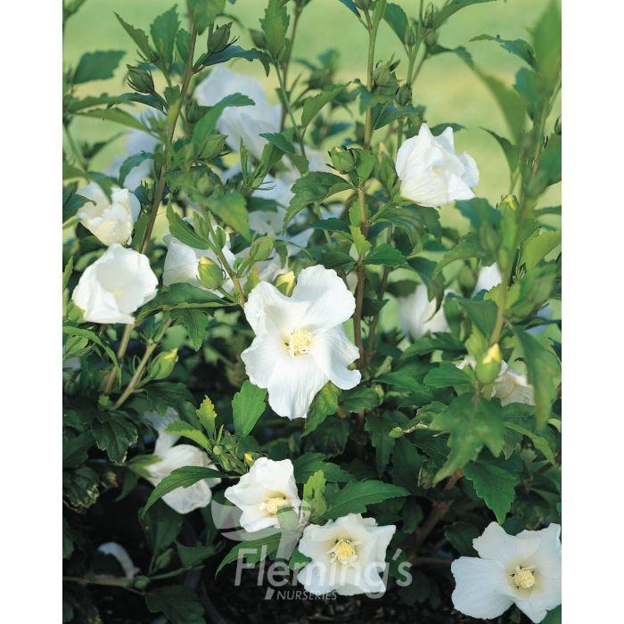 Hibiscus Syriacus 'diana' - View 30 from www redcrocus com
