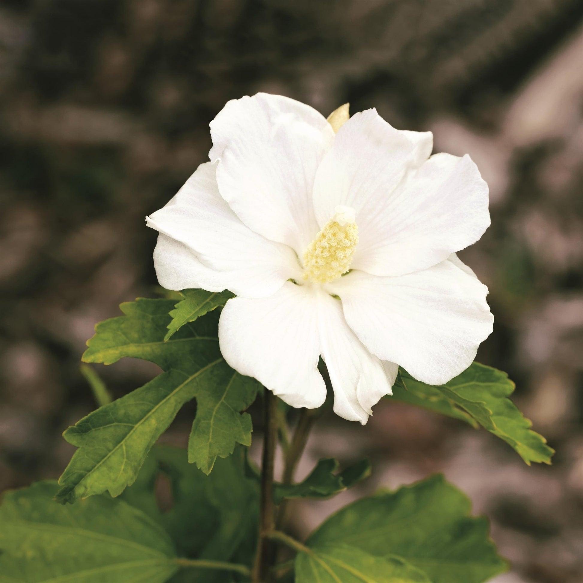 Hibiscus Syriacus 'diana' - View 31 from www redcrocus com