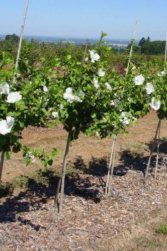 Hibiscus Syriacus 'diana' - View 34 from www redcrocus com
