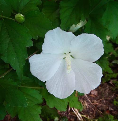 Hibiscus Syriacus 'diana' - View 37 from www redcrocus com