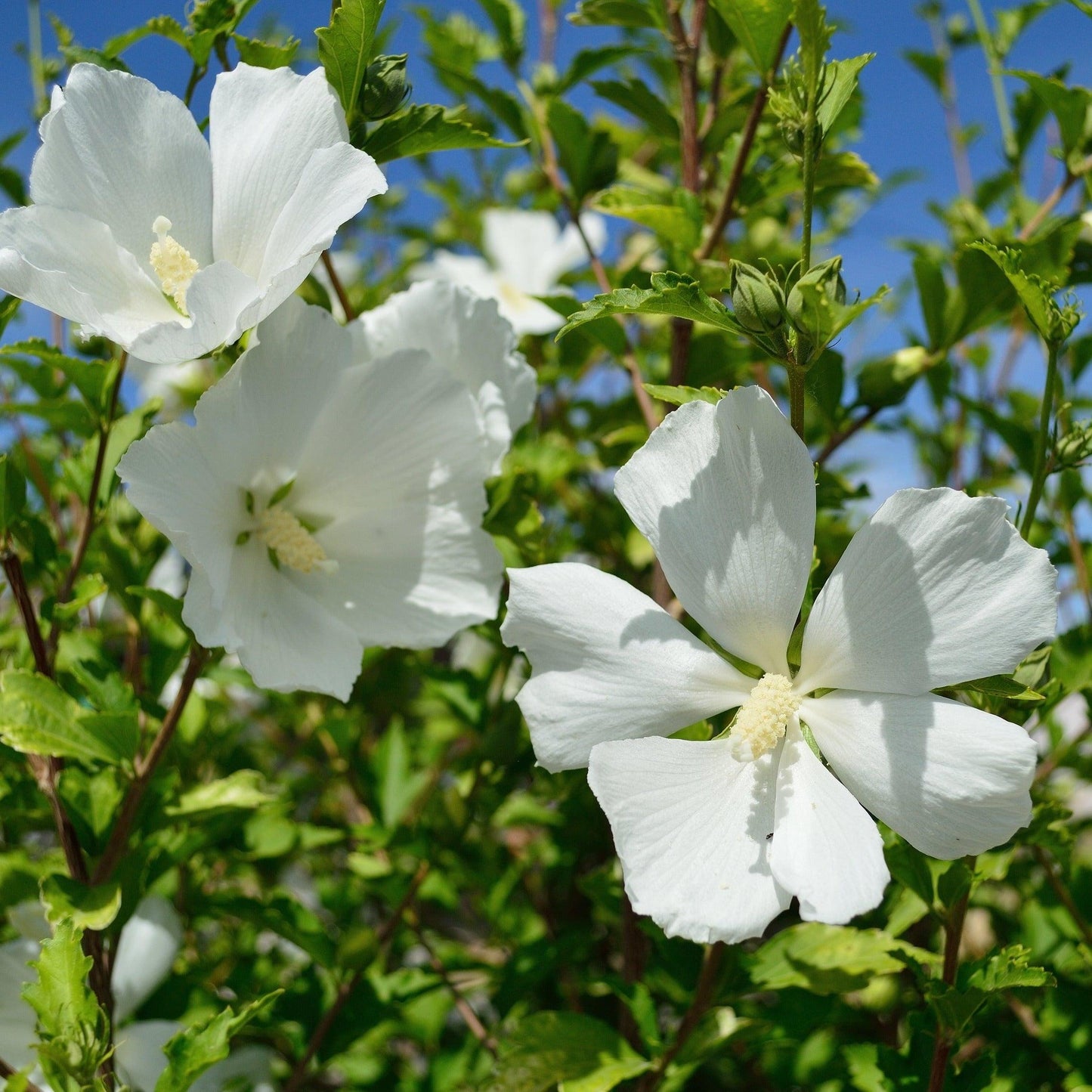 Hibiscus Syriacus 'diana' - View 3 from www redcrocus com