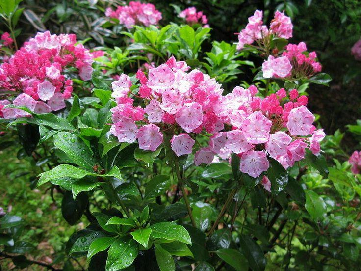 Kalmia Latifolia Keepsake - View 13 from www redcrocus com