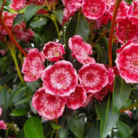 Kalmia Latifolia Keepsake - View 19 from www redcrocus com