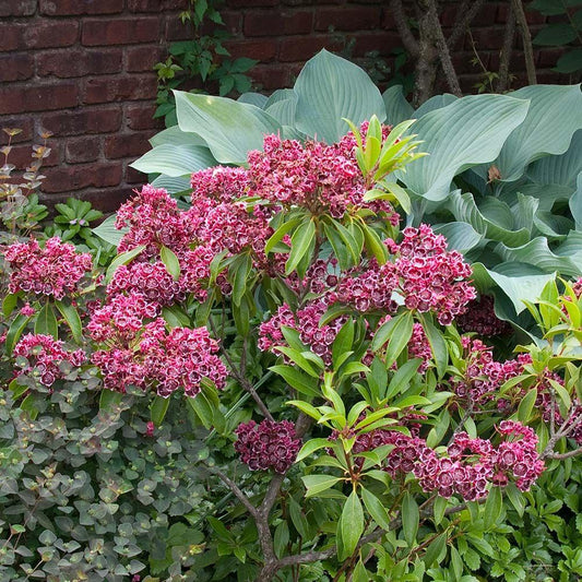 Kalmia Latifolia Keepsake - View 1 from www redcrocus com