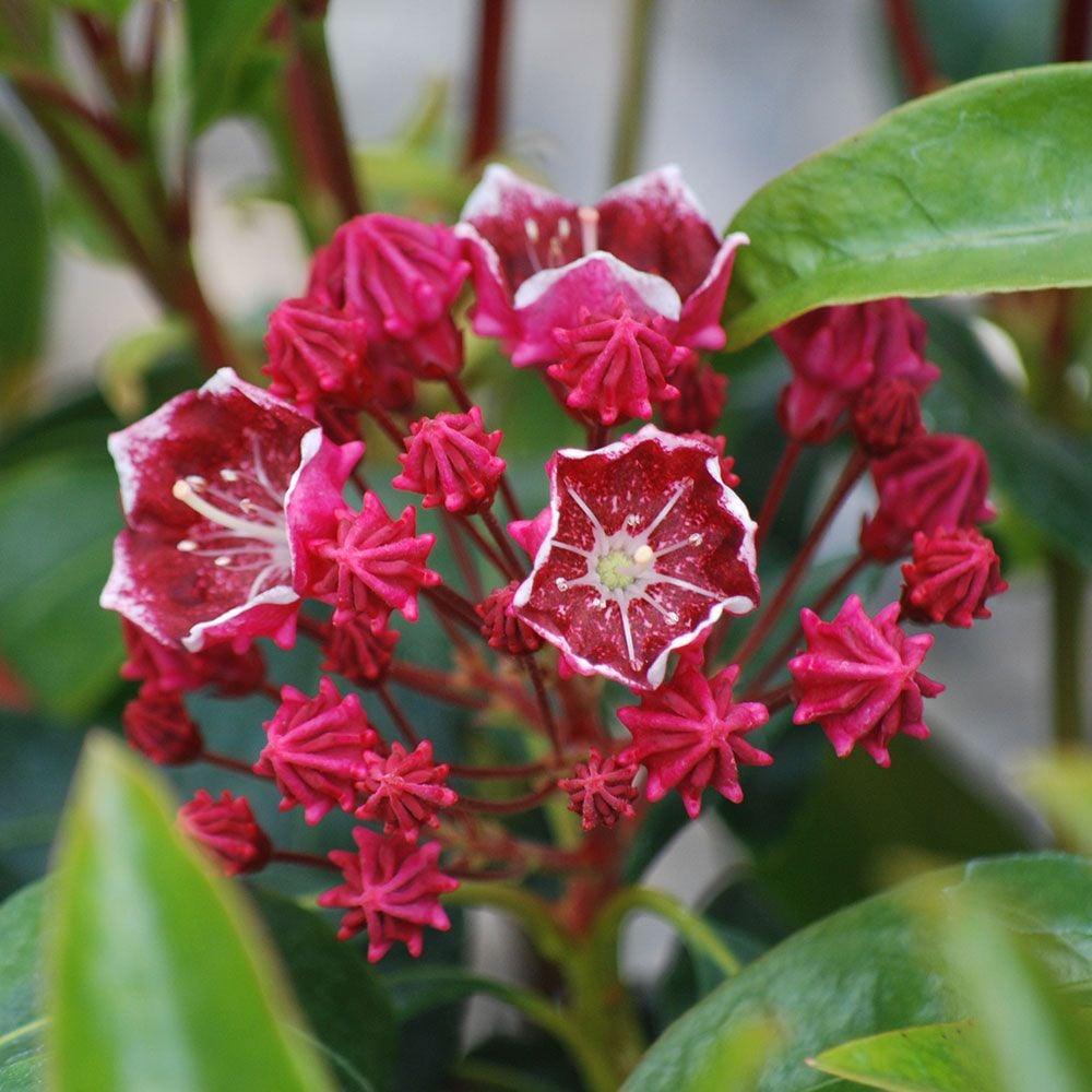 Kalmia Latifolia Keepsake - View 2 from www redcrocus com