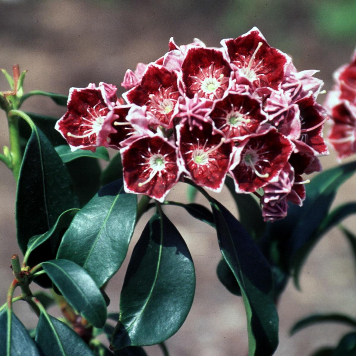 Kalmia Latifolia Keepsake - View 5 from www redcrocus com
