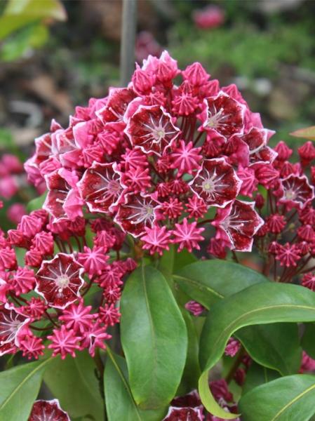 Kalmia Latifolia Keepsake - View 8 from www redcrocus com