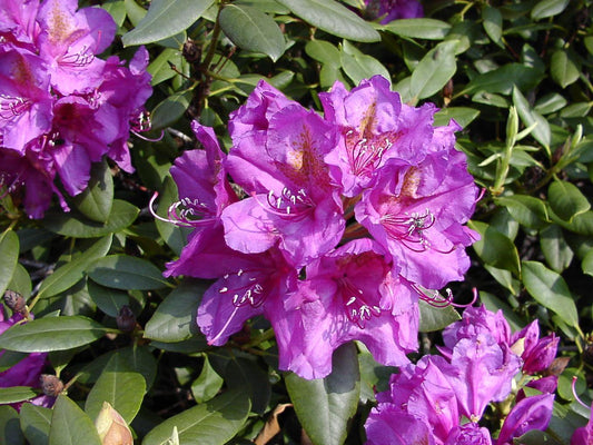 Rhododendron Lee S Dark Purple - View 10 from www redcrocus com