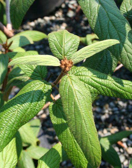 Viburnum Rhytidophylloides Alleghany - View 19 from www redcrocus com