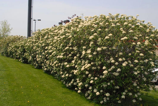 Viburnum Rhytidophylloides Alleghany - View 1 from www redcrocus com
