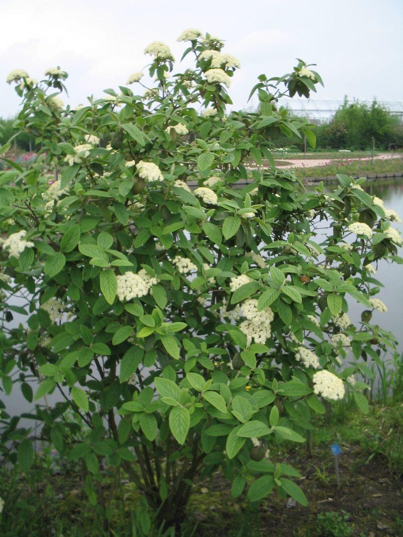Viburnum Rhytidophylloides Alleghany - View 6 from www redcrocus com