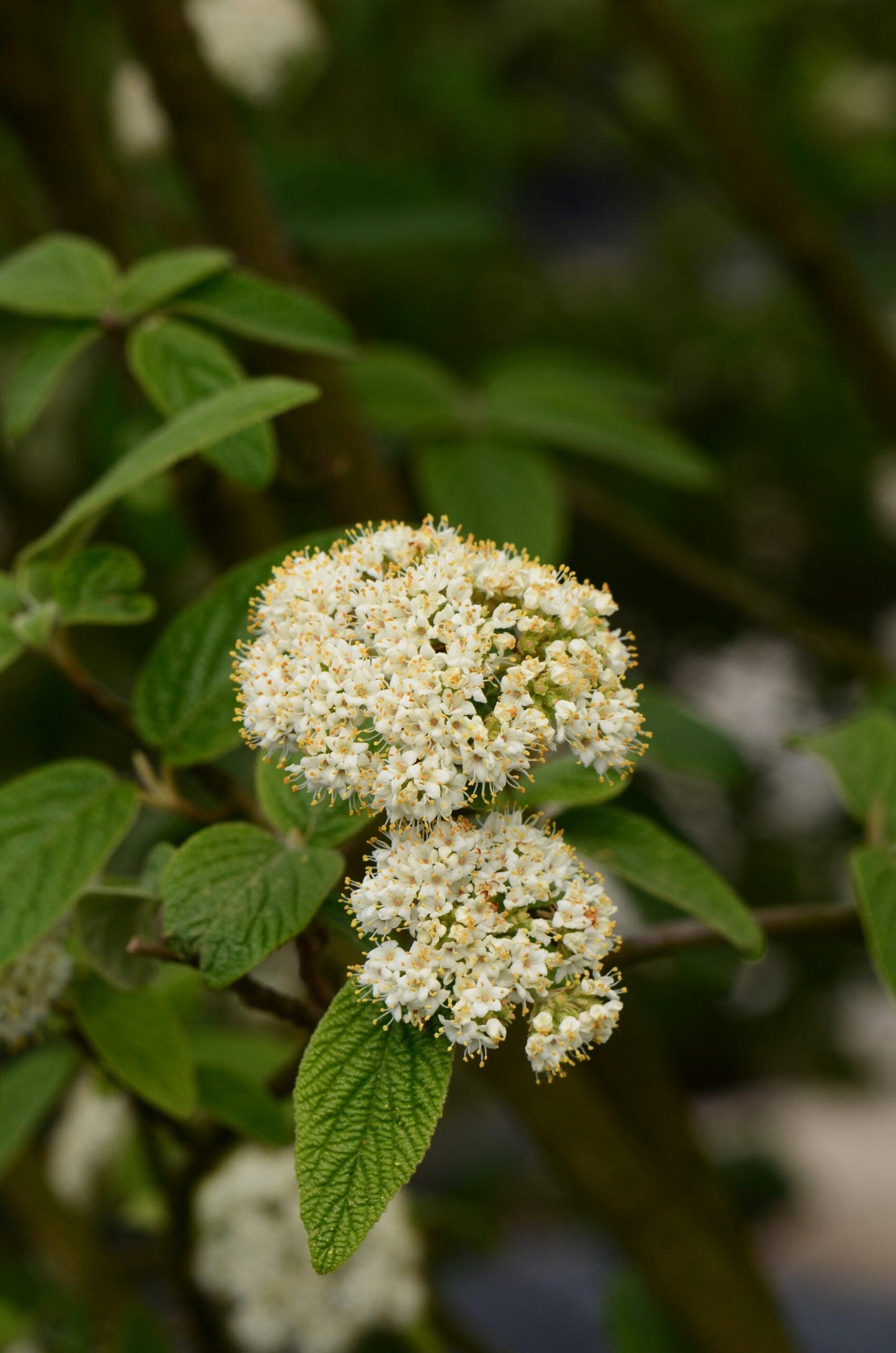 Viburnum Rhytidophylloides Alleghany - View 8 from www redcrocus com