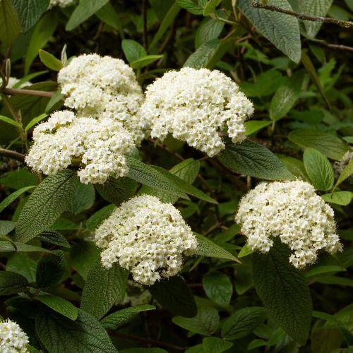 Viburnum Rhytidophylloides 'alleghany' - View 11 from www redcrocus com