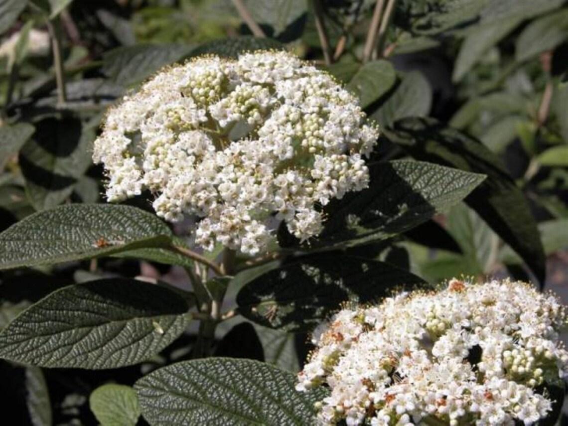 Viburnum Rhytidophylloides 'alleghany' - View 12 from www redcrocus com