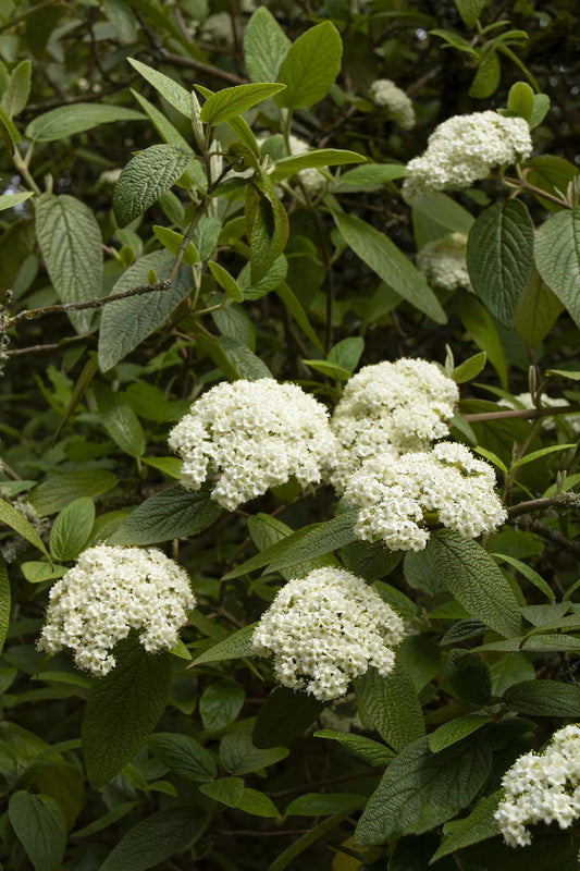 Viburnum Rhytidophylloides 'alleghany' - View 1 from www redcrocus com