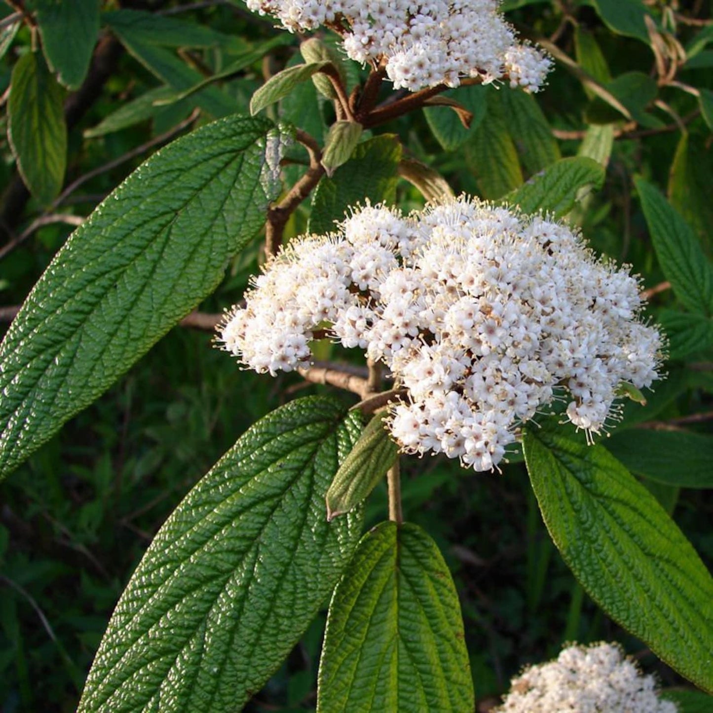 Viburnum Rhytidophylloides 'alleghany' - View 4 from www redcrocus com