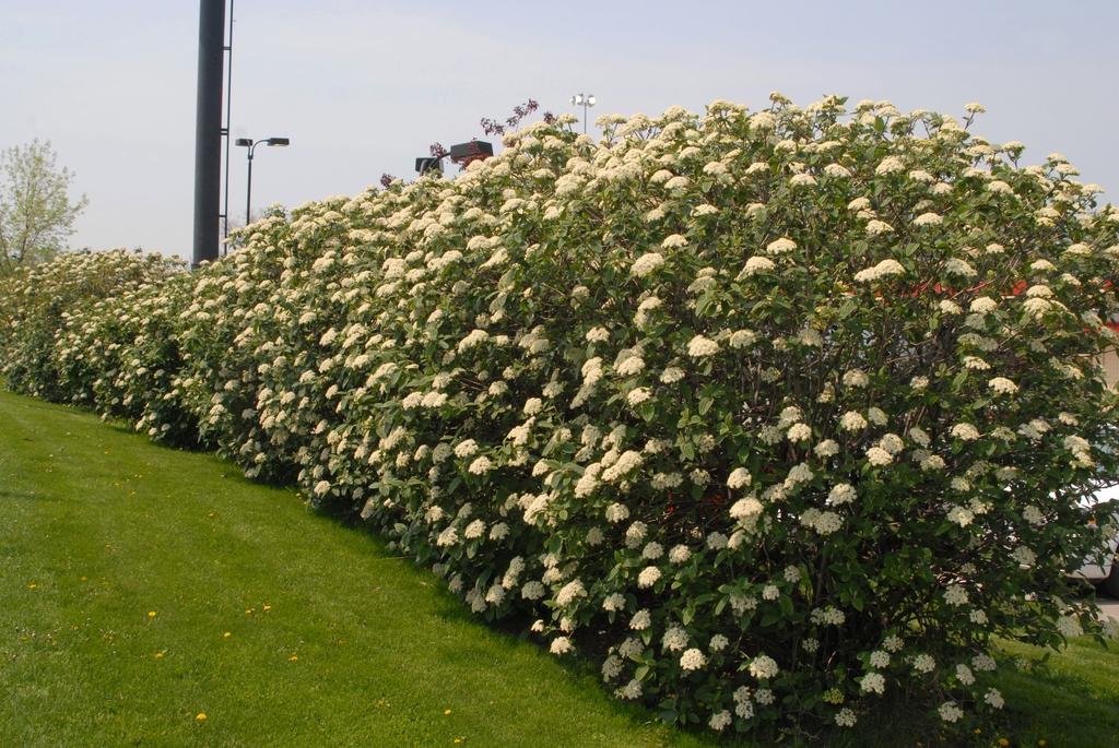 Viburnum Rhytidophylloides 'alleghany' - View 6 from www redcrocus com