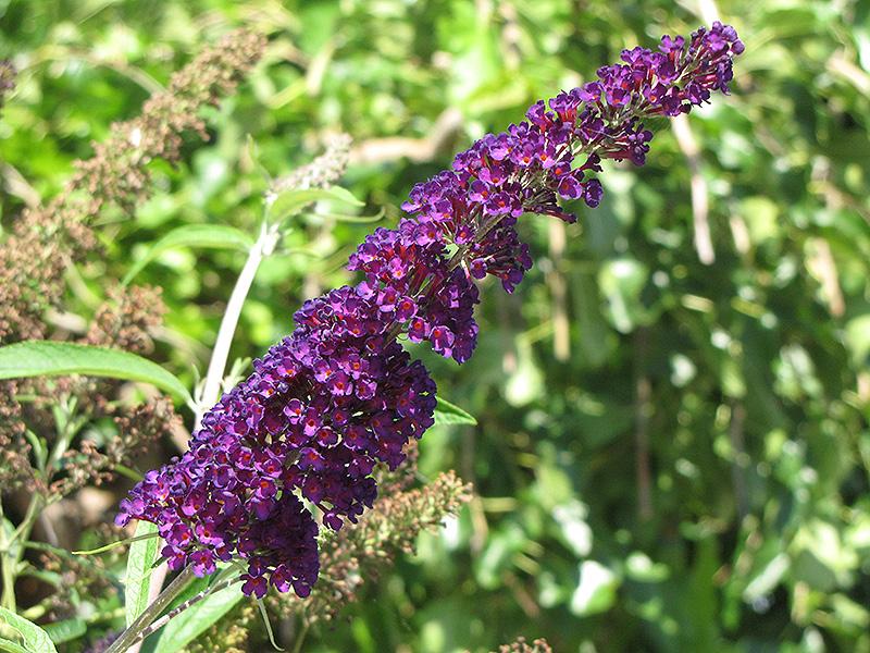 Buddleia Davidii Black Knight - View 18 from www redcrocus com