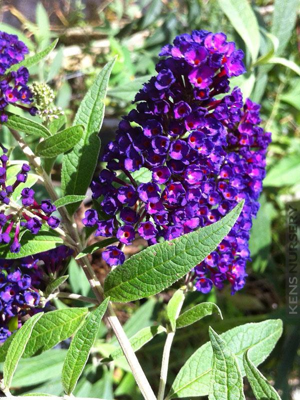 Buddleia Davidii Black Knight - View 4 from www redcrocus com