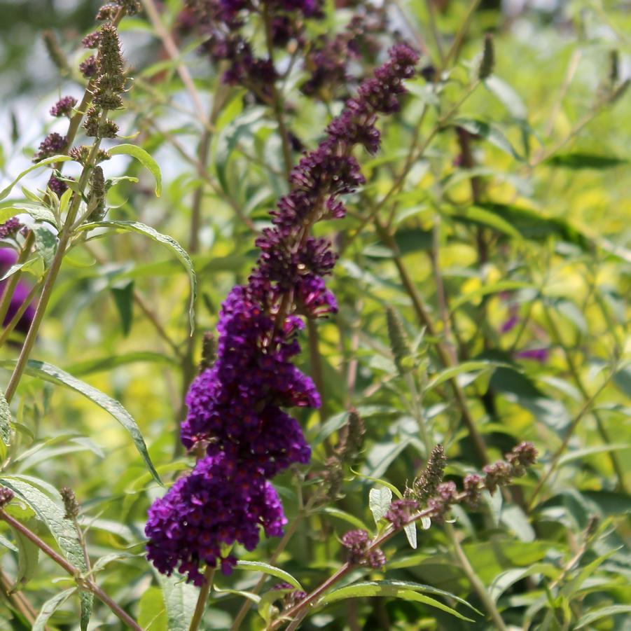Buddleia Davidii Black Knight - View 6 from www redcrocus com