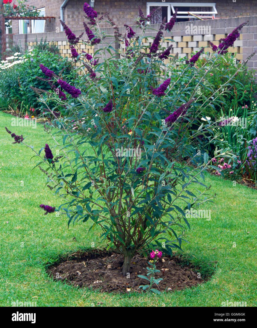 Buddleia Davidii Black Knight - View 7 from www redcrocus com