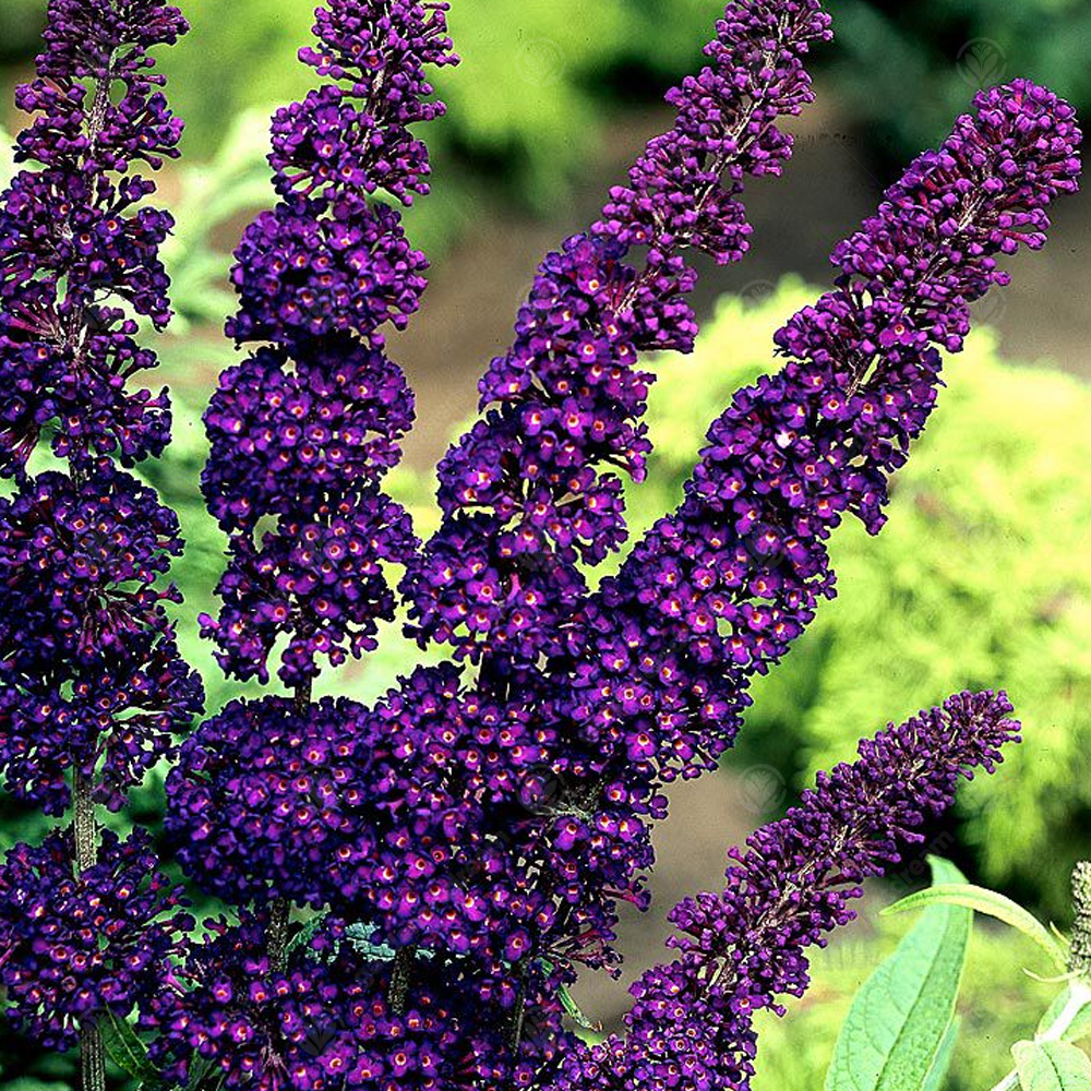 Buddleia Davidii Black Knight - View 8 from www redcrocus com